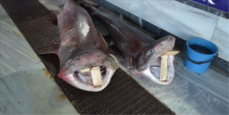 Ağdan 2 köpek balığı çıktı