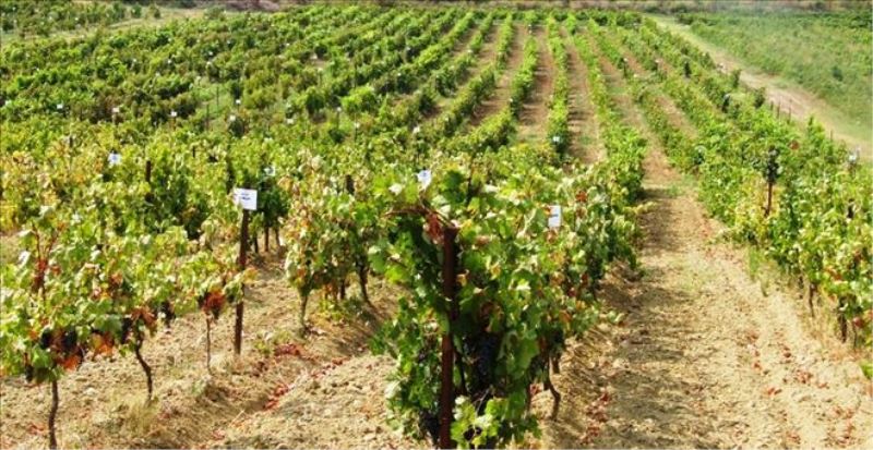 Tekirdağ´da 1439 yerli üzüm çeşidi koruma altına alındı