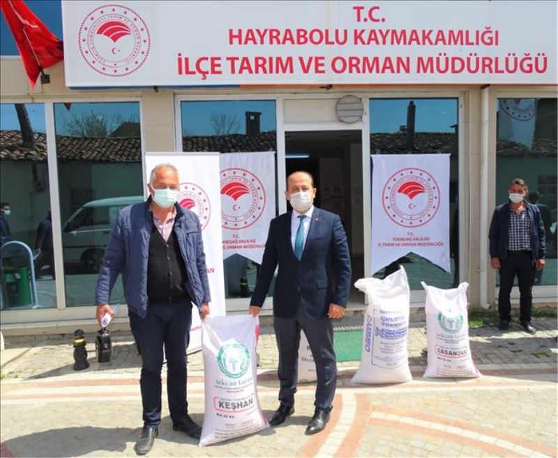 Üreticilere tohum desteği 