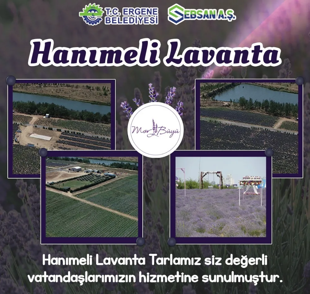 Hanımeli Lavanta Tarlası